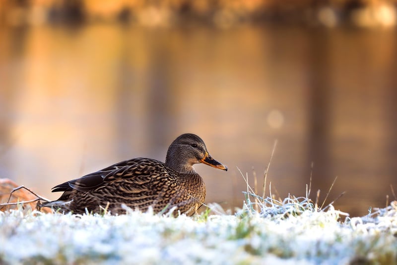 Bird Watching