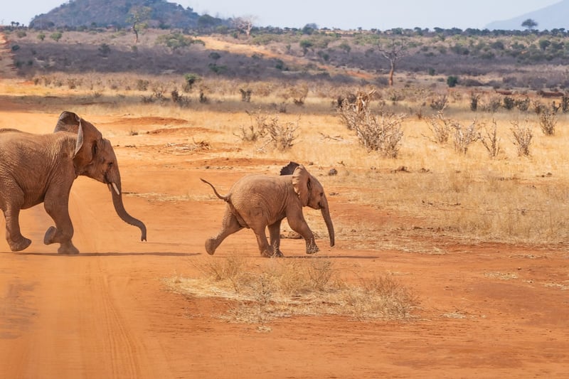 Elephant Safari